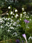 FZ003307 Common snowdrop (Galanthus nivalis) in garden.jpg